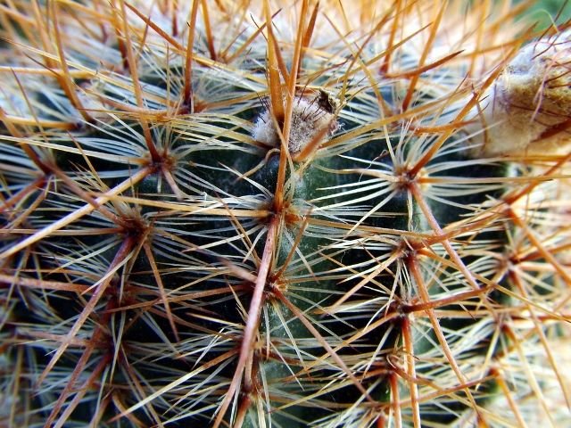 Notocactus _schlosseri_ a8